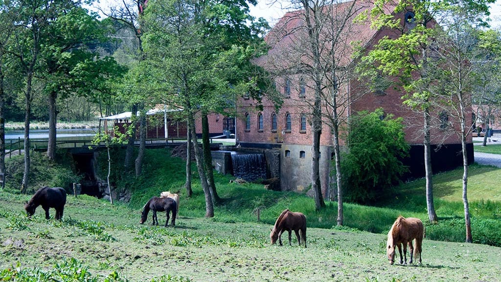 Hopballe Mølle im Hintergrund mit Pferden im Vordergrund