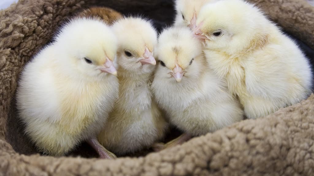 Küken, die kuscheln und schlafen